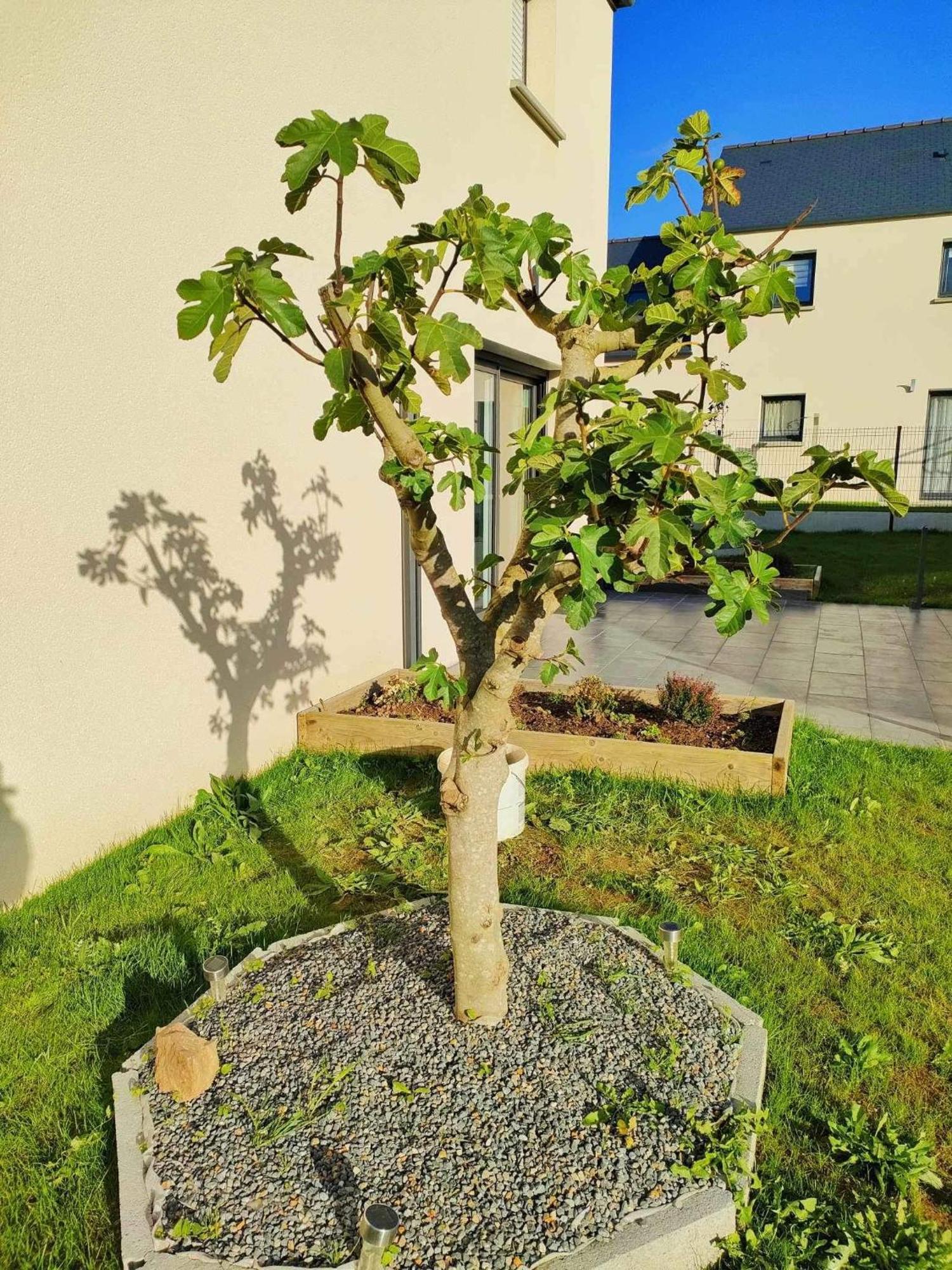 Jenny Gite - Homestay Plancoët Eksteriør billede
